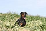 DOBERMANN 601